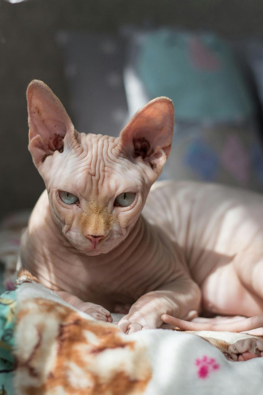 Sphynx/ pexels