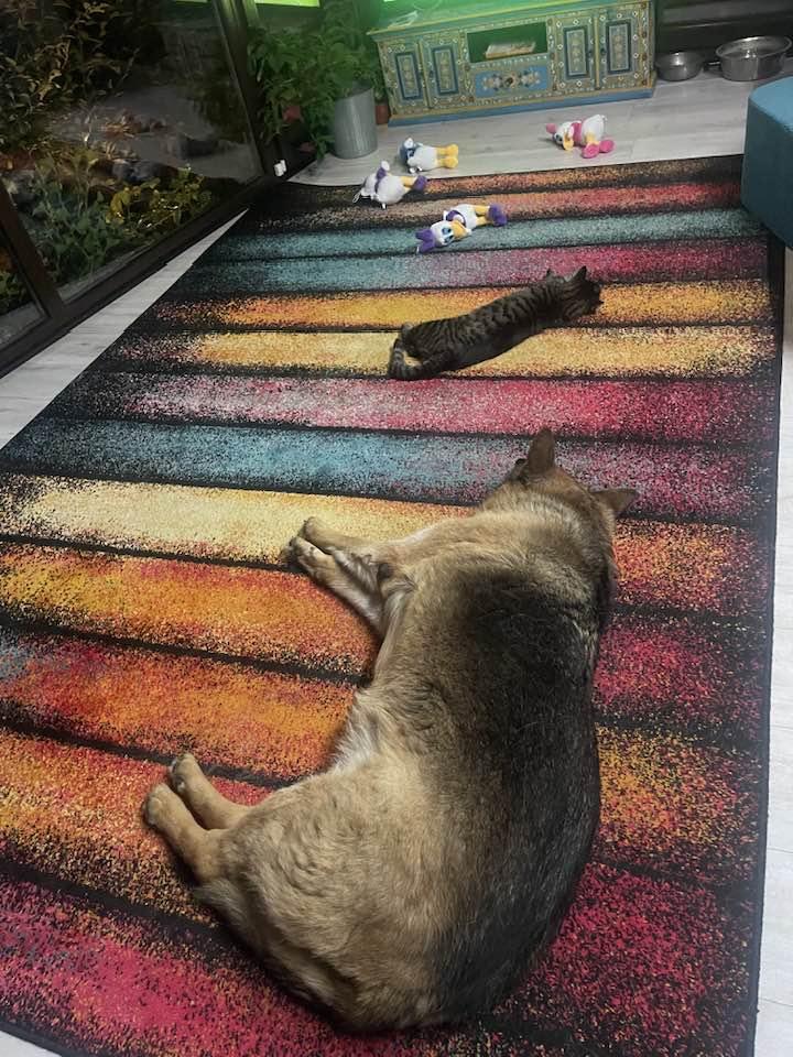 Puterea DC News: Diesel, motanul speriat de artificii, a fost găsit după un clip de zeci de mii de vizualizări