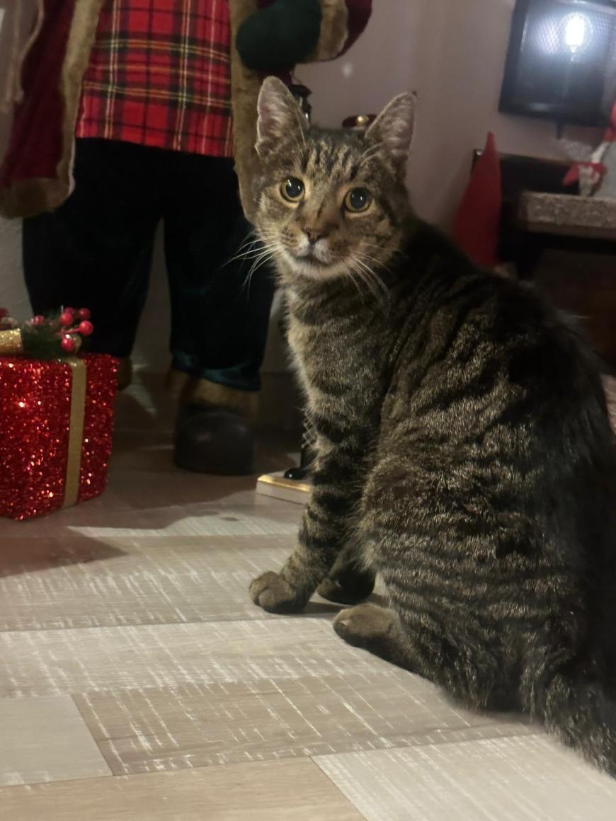 Puterea DC News: Diesel, motanul speriat de artificii, a fost găsit după un clip de zeci de mii de vizualizări