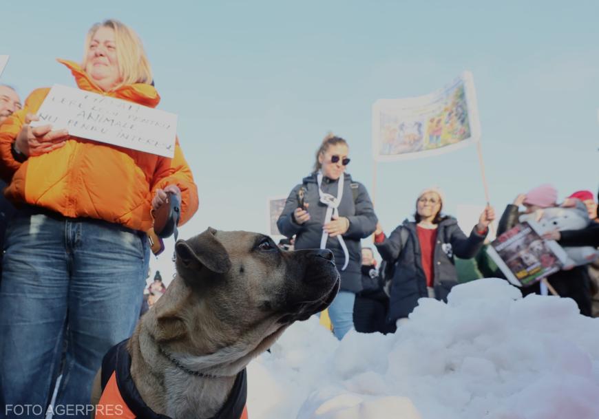 „Dreptate pentru Animale”. Protest în fața Parlamentului împotriva eutanasierii 