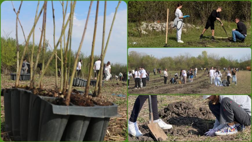 Viitorul prinde rădăcini la Otopeni: Sute de elevi au transformat o zi de voluntariat într-o lecție vie de ecologie plantând copaci FOTO și VIDEO