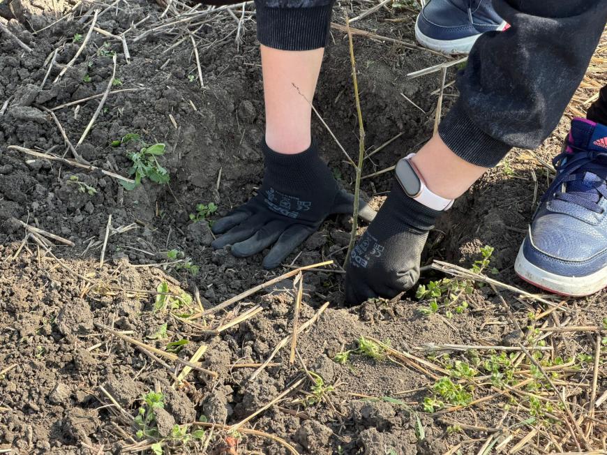 Viitorul prinde rădăcini la Otopeni: Sute de elevi au transformat o zi de voluntariat într-o lecție vie de ecologie plantând copaci FOTO și VIDEO
