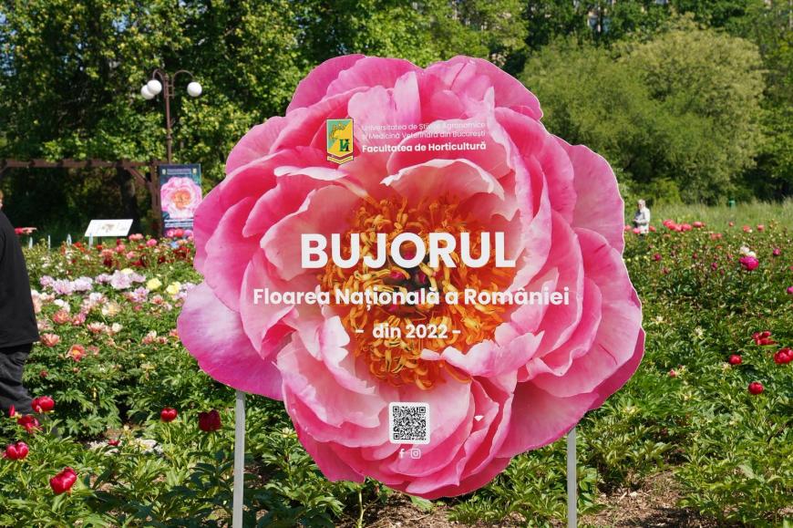 Bujorul Madrigal, primul soi creat în România: „Căutăm să potrivim genele celei mai frumoase flori” / FOTO