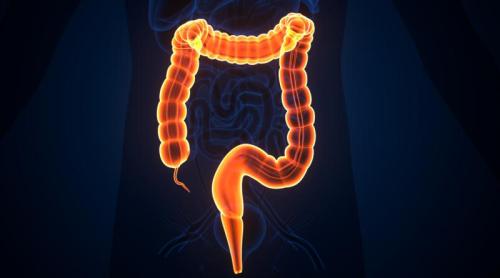 Apendicele nu este un organ inutil: ce spun studiile despre rolul său în imunitate și longevitate