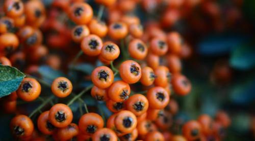 Planta considerată "bomba" de Omega 3 6 7 9. Mulți o iau pentru imunitate, dar are efecte pentru cancer și diabet