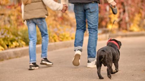 Ce trebuie să știi dacă ai câine