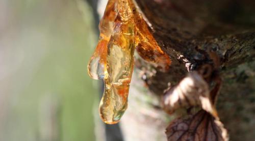 Guma arborelui mastic, beneficii pentru sănătatea intestinelor, imunitate și inflamație