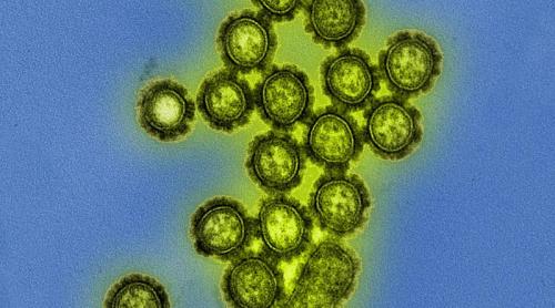 Nu e COVID, dar pot fi la fel de periculoase. Două virusuri despre care nu vorbește nimeni