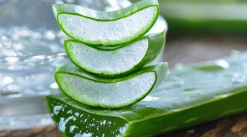 Aloe vera, armă naturală surprinzătoare în lupta împotriva bolii Alzheimer