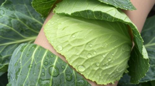 Cum frunza de varză reduce durerea articulară