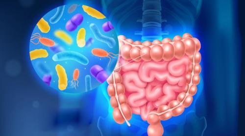 Studiu: bacteriile intestinale pot reduce anxietatea