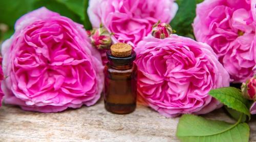 Uleiul de trandafir crește materia cenușie a creierului în doar 30 de zile