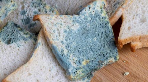 Ai găsit mucegai pe o felie de pâine? Uite de ce trebuie să arunci toată pâinea
