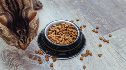 Ce trebuie să știi dacă ai pisică. Substanțele care provoacă cancer, descoperite în hrana umedă populară