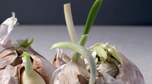 De ce apare miezul verde în usturoi și cum influențează gustul preparatelor