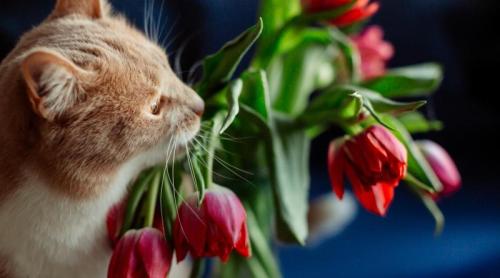 Florile care sunt toxice pentru pisici