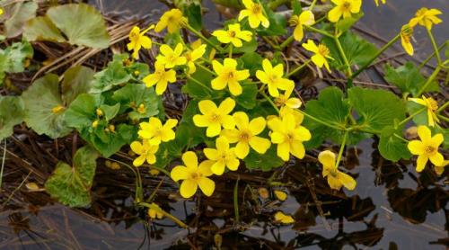 Planta medicinală uitată care învinge superbacteriile. Tormentil, soluția din mlaștinile Irlandei