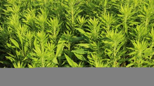 Pelinul, planta care intrigă medicii: poate calma inflamația, dar ascunde și riscuri serioase