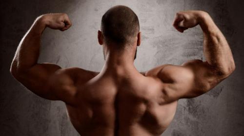 O bacterie hrănită de fibre ar putea fi secretul masei musculare puternice