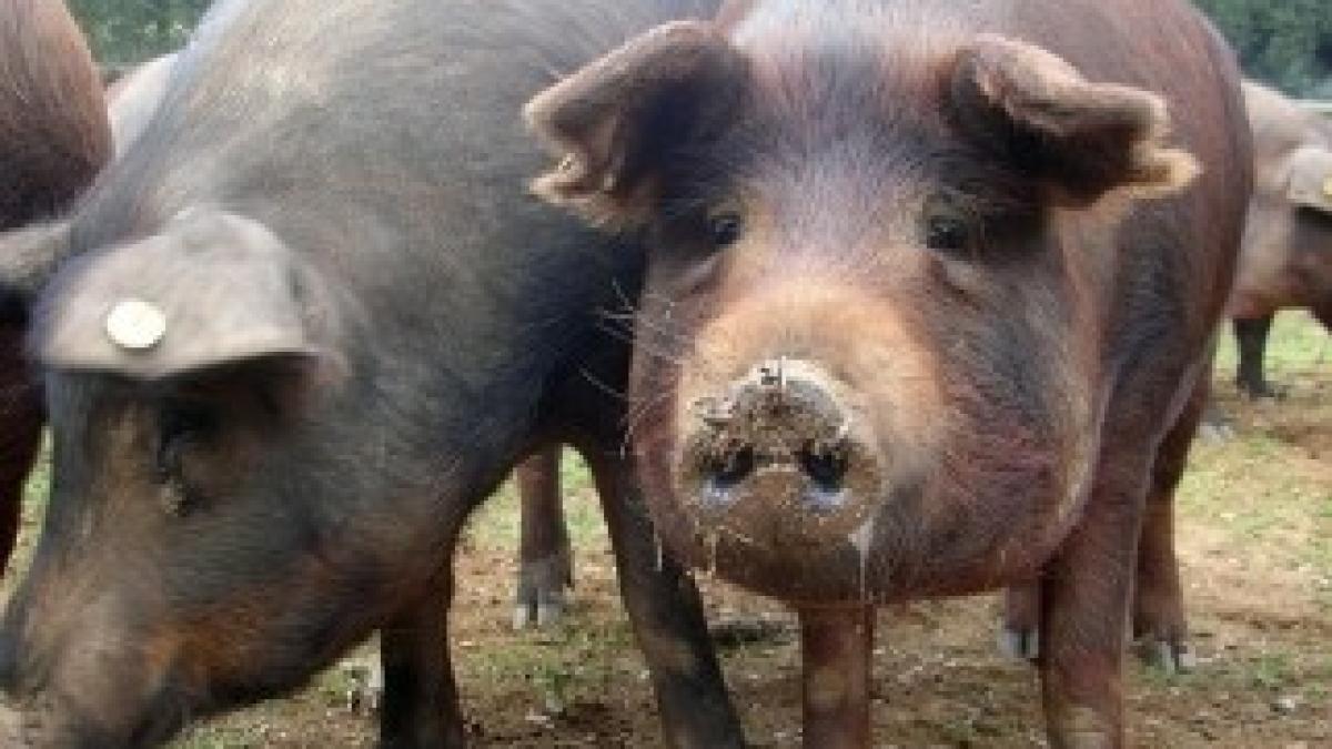 porci-commonwikimediaorg-e1280318502429