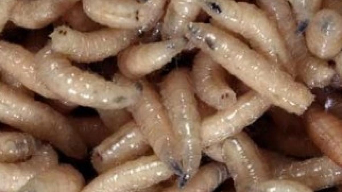 maggots-e1280836001761