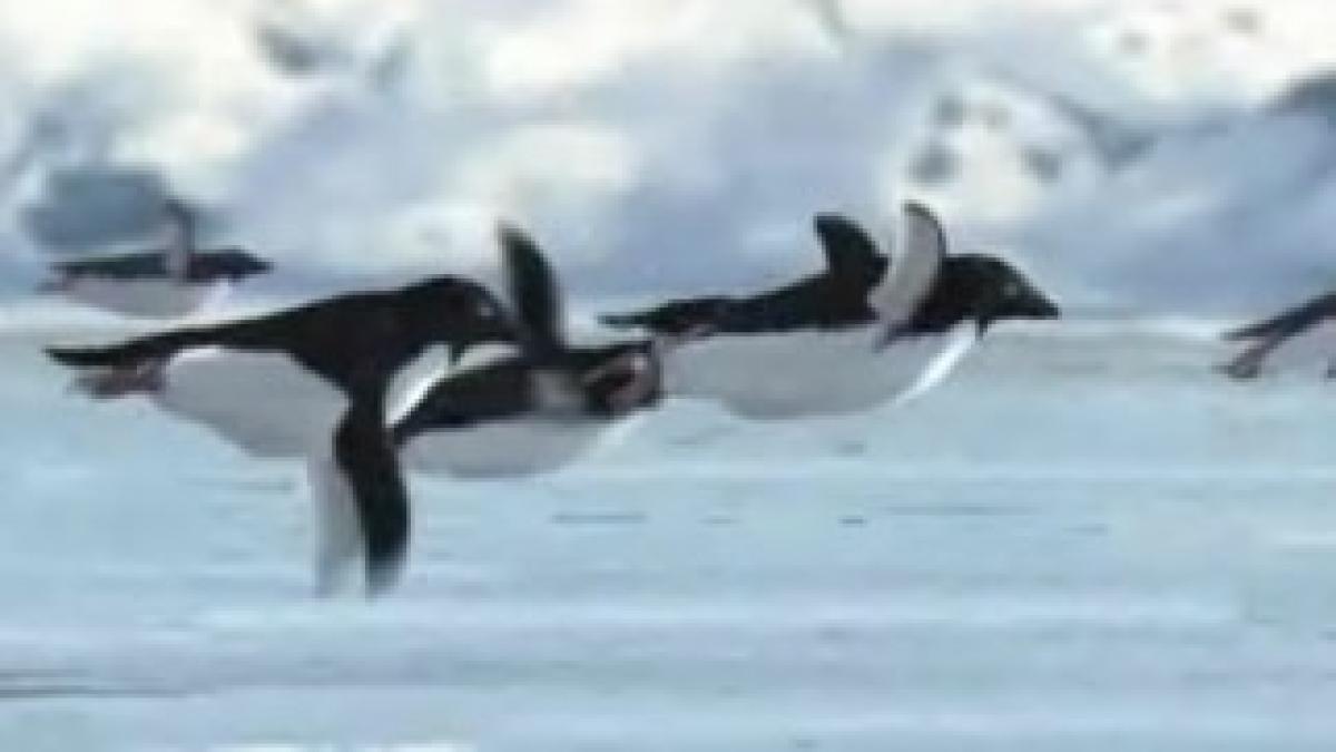 penguin_flight