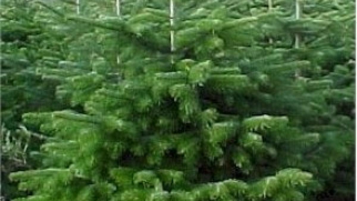 brad-craciun-abies-nordmanniana