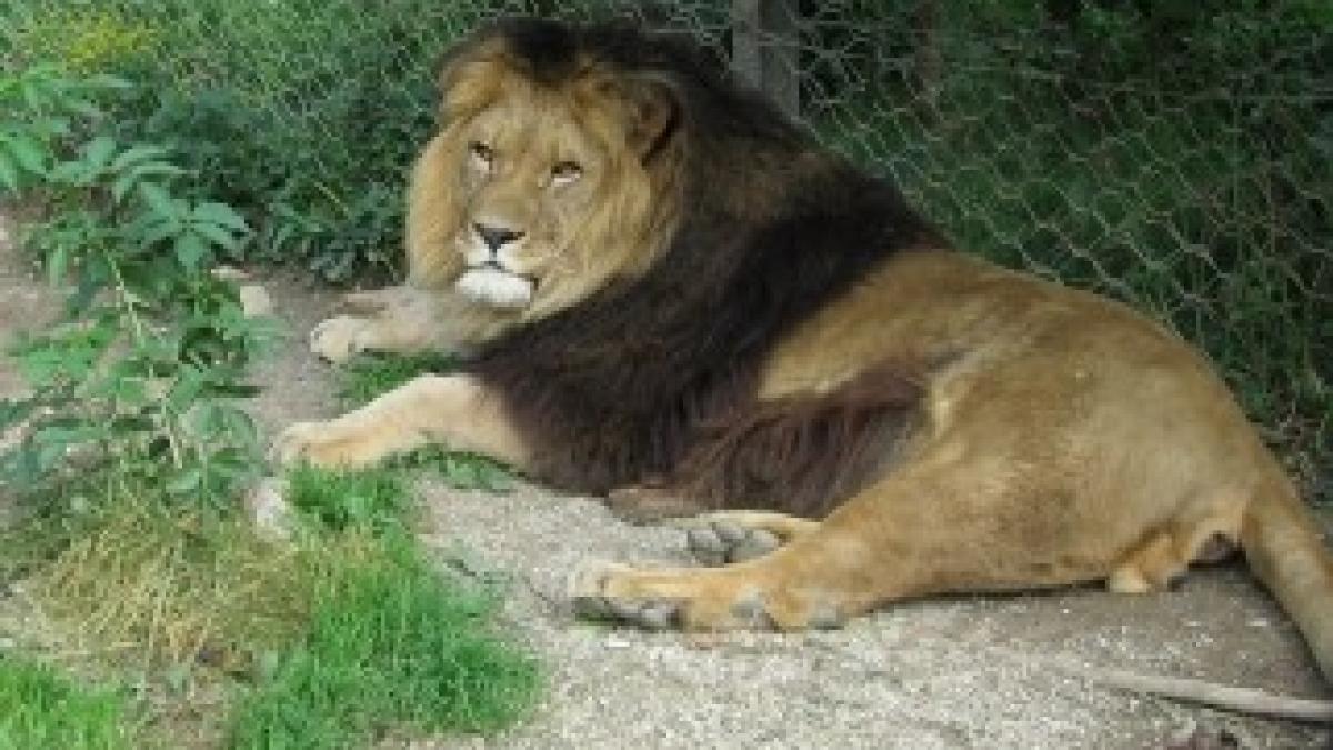 Lion.zoo_