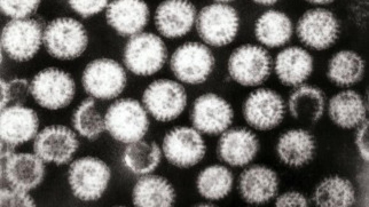 Multiple_rotavirus_particles