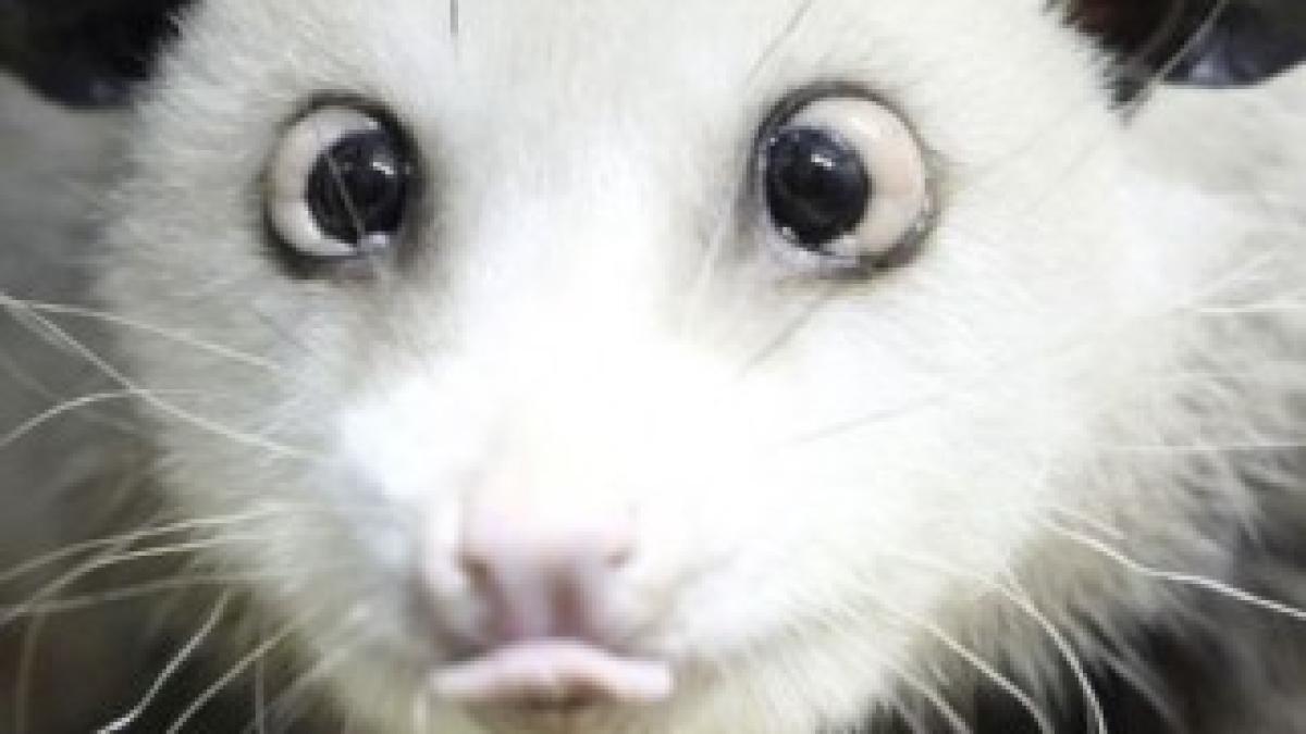 opossum-heidi-525x295