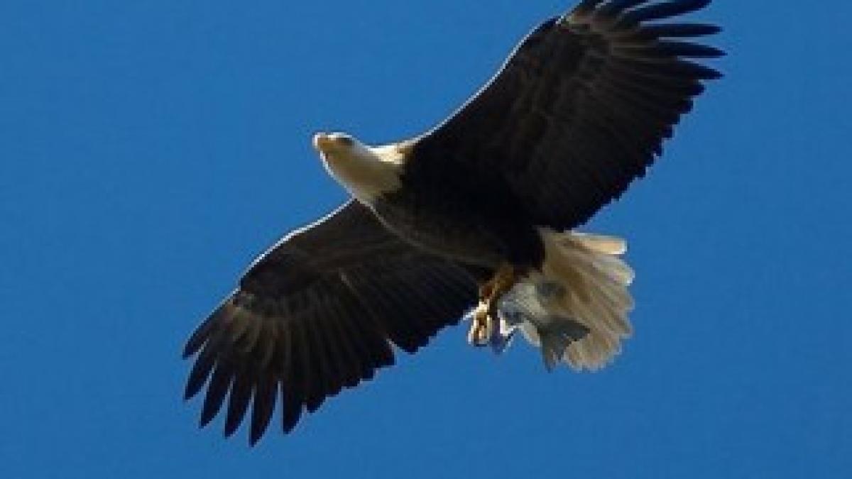 eagle-bass-blad-eagle-central-park