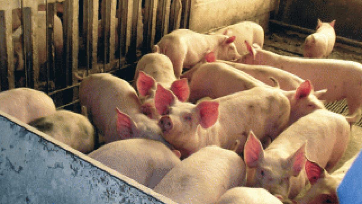 porci-ferma