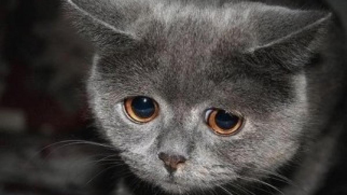 sad-cat