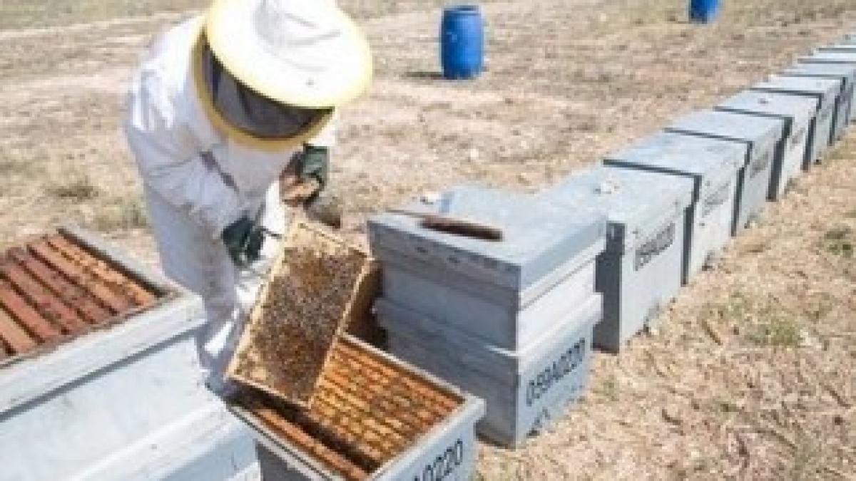 Apicultor_Con_Abejas_Miel