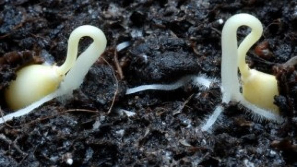germinating-seeds-02