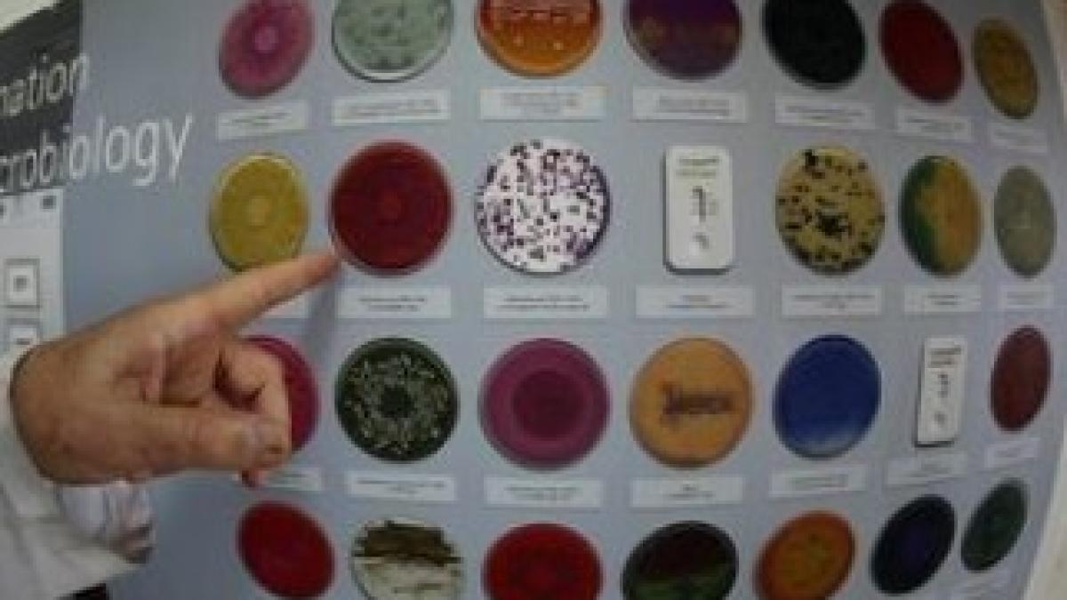 ciuperca-electrocasnice