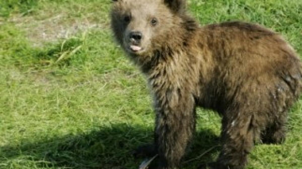 toft-roy-alaskan-brown-bear-baby-bear-sticking-tongue-out-alaska