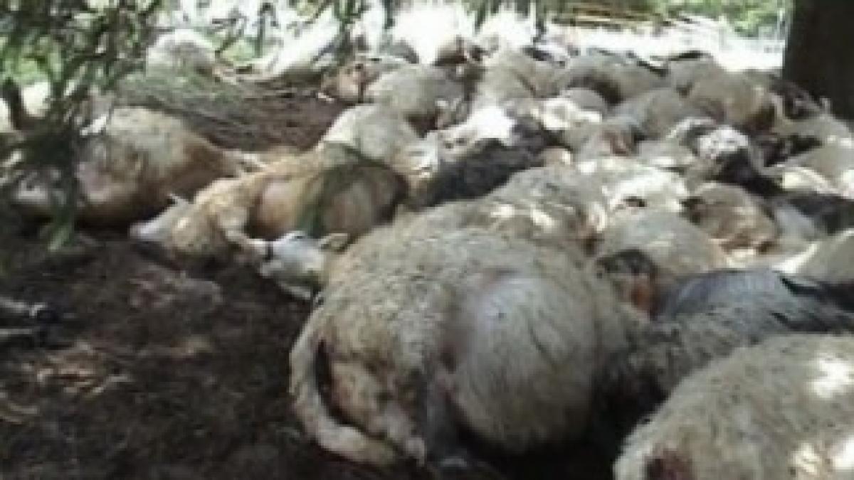 furtuna-a-ucis-120-de-oi