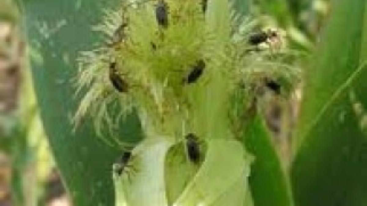 diabrotica-virgifera-face-ravagii