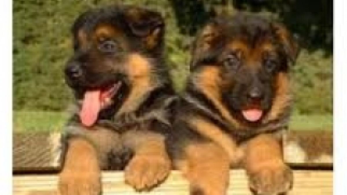 taxa-pe-caini-si-pisici