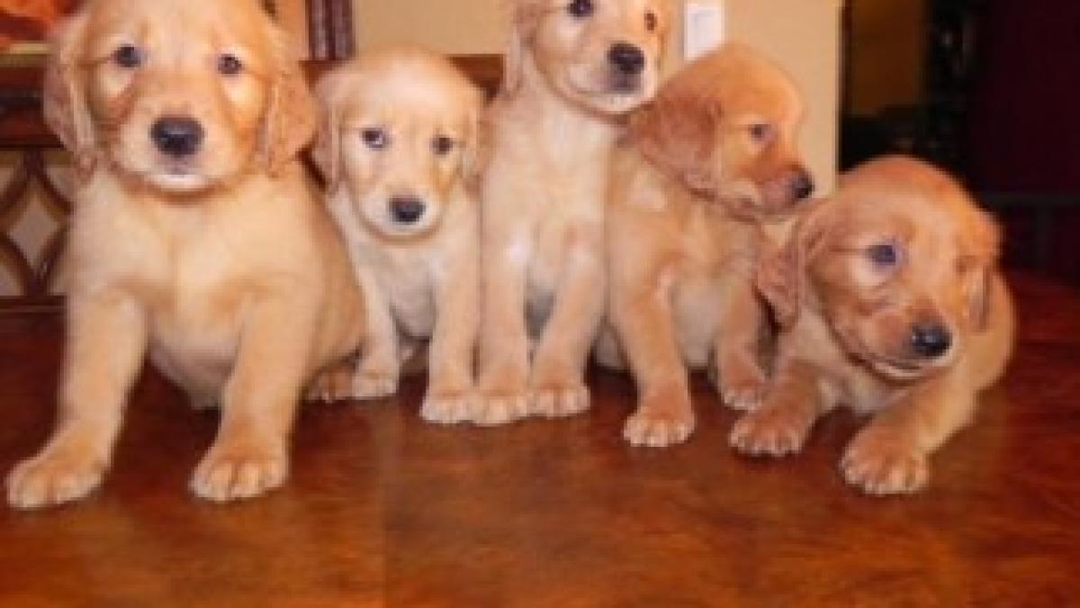 5-Golden-Retriever-Puppies