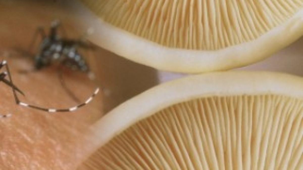 ciuperci-contra-malariei