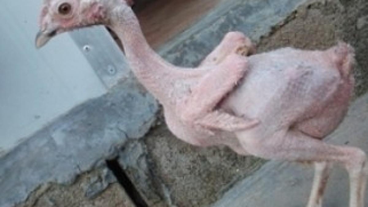 pui-de-gaina-nascut-fara-pene