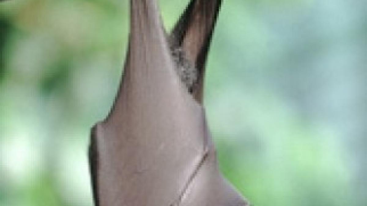 lilieci-intr-o-sala-la-bac