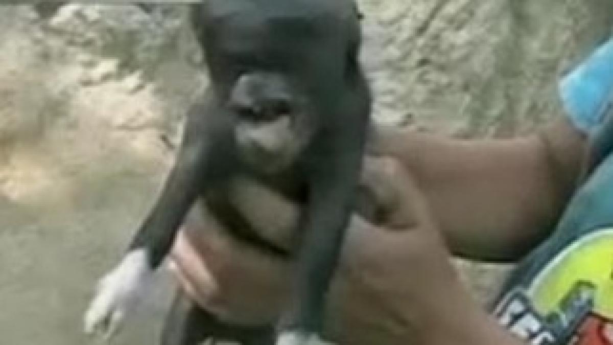 porcusor_mutant_91954700