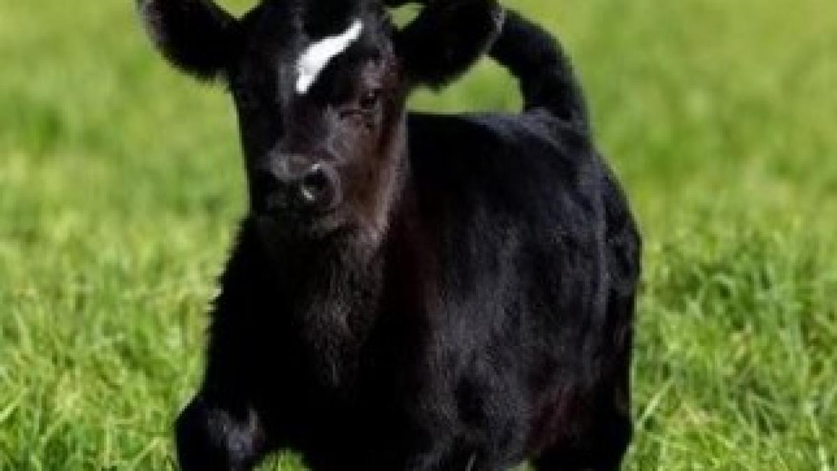 SCCZEN_A_200711NZHBPNZHMCCOW6_460x230