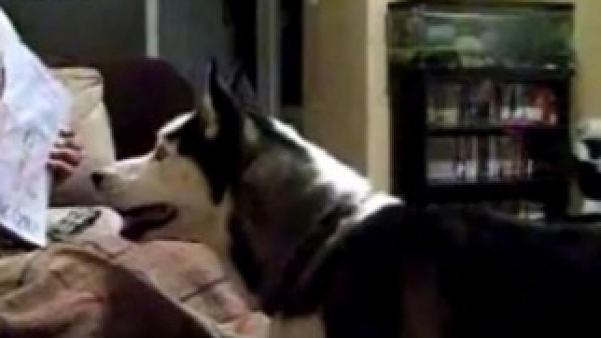 caine_speriat_de_julia