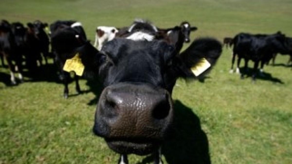 Cow-biogas_z_1_1