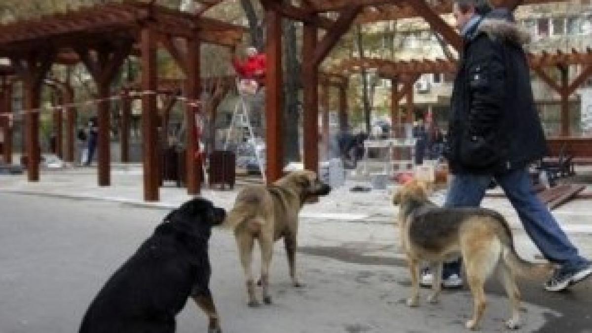 oprescu-si-maidanezii2