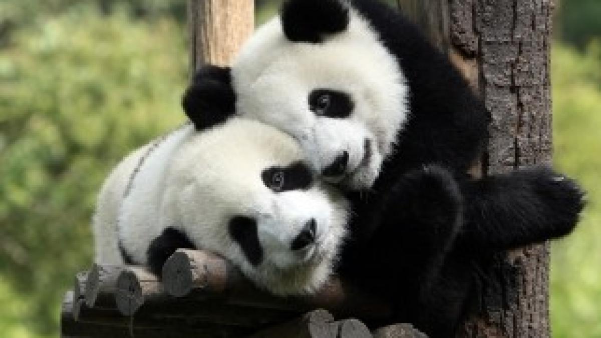 panda-in-love-wallpapers_20559_1920x1200